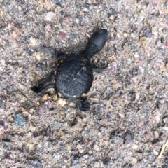 Chelodina longicollis (Eastern Long-necked Turtle) at Giralang, ACT - 7 Feb 2020 by Peter_horvat