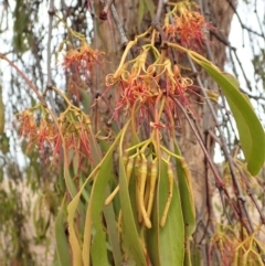 Amyema miquelii (Box Mistletoe) at Dunlop, ACT - 7 Feb 2020 by CathB