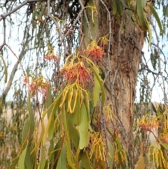 Amyema miquelii at Dunlop, ACT - 8 Feb 2020