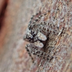 Clynotis severus (Stern Jumping Spider) at Cook, ACT - 7 Feb 2020 by CathB