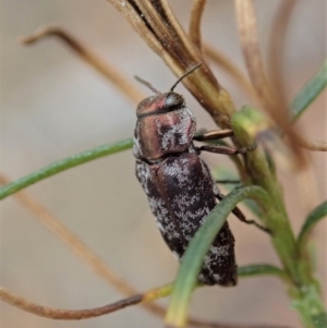 Diphucrania acuducta at Cook, ACT - 6 Feb 2020