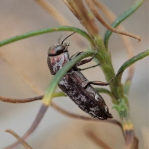 Diphucrania acuducta at Cook, ACT - 6 Feb 2020