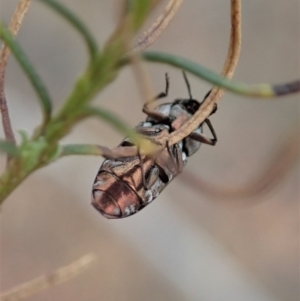 Diphucrania acuducta at Cook, ACT - 6 Feb 2020