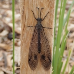 Glenoleon meteoricus (Patch-wing Glenoleon) at Cook, ACT - 6 Feb 2020 by CathB