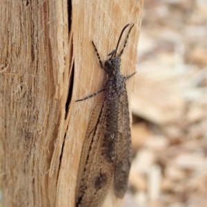 Glenoleon meteoricus at Cook, ACT - 6 Feb 2020