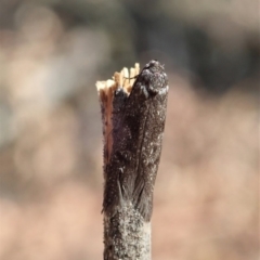 Philobota (genus) (Unidentified Philobota genus moths) at Dunlop, ACT - 5 Feb 2020 by CathB