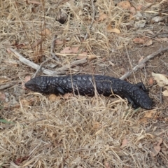 Tiliqua rugosa at Cook, ACT - 7 Feb 2020