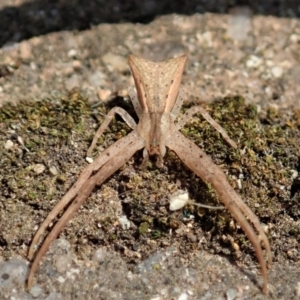 Sidymella trapezia at Cook, ACT - 4 Feb 2020