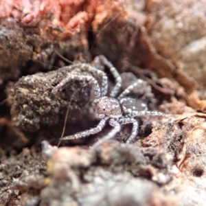 Tharpyna campestrata at Dunlop, ACT - 6 Feb 2020 04:56 PM