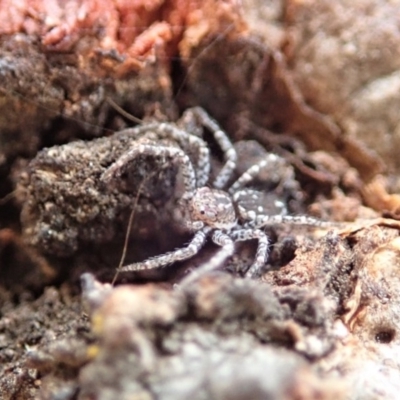 Tharpyna campestrata (Country Crab Spider) at Mount Painter - 6 Feb 2020 by CathB