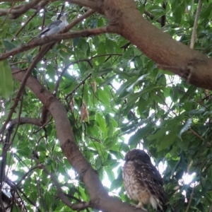 Ninox boobook at Hughes, ACT - 9 Feb 2020