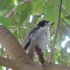 Cracticus torquatus (Grey Butcherbird) at Hughes, ACT - 9 Feb 2020 by JackyF
