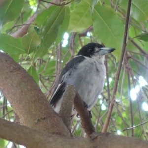 Cracticus torquatus at Hughes, ACT - 9 Feb 2020