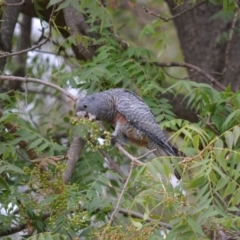 Callocephalon fimbriatum (Gang-gang Cockatoo) at Hughes, ACT - 8 Feb 2020 by JackyF