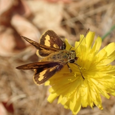 Ocybadistes walkeri (Green Grass-dart) at Cook, ACT - 23 Dec 2019 by CathB