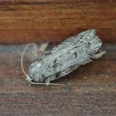 Lichenaula sp nr onychotypa at Cook, ACT - 28 Dec 2019 by CathB