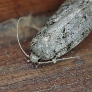 Lichenaula sp nr onychotypa at Cook, ACT - 28 Dec 2019