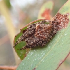 Backobourkia sp. (genus) (An orb weaver) at Dunlop, ACT - 12 Jan 2020 by CathB