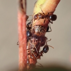 Papyrius nitidus (Shining Coconut Ant) at Aranda Bushland - 4 Feb 2020 by CathB