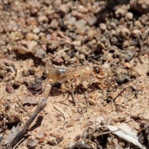 Camponotus claripes at Dunlop, ACT - 21 Jan 2020 10:33 AM