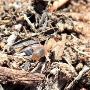 Camponotus claripes at Dunlop, ACT - 21 Jan 2020