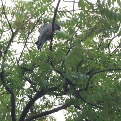 Callocephalon fimbriatum (Gang-gang Cockatoo) at Hughes, ACT - 9 Feb 2020 by KL