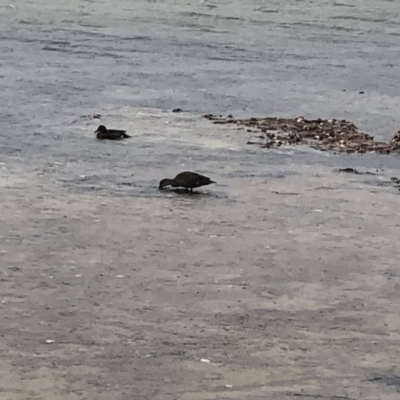 Anas castanea (Chestnut Teal) at Cunjurong Point, NSW - 9 Feb 2020 by Tanya