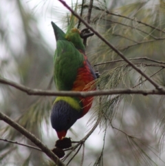 Trichoglossus moluccanus (Rainbow Lorikeet) at Moruya, NSW - 26 Jan 2020 by LisaH