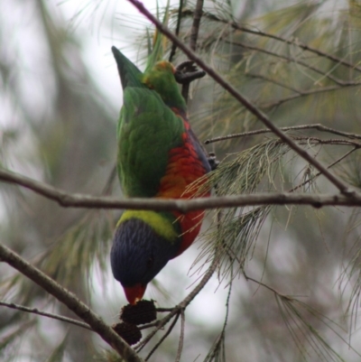 Trichoglossus moluccanus (Rainbow Lorikeet) at Moruya, NSW - 26 Jan 2020 by LisaH