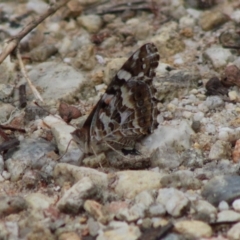 Vanessa kershawi (Australian Painted Lady) at Moruya, NSW - 26 Jan 2020 by LisaH