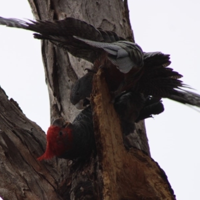 Callocephalon fimbriatum (Gang-gang Cockatoo) at Hughes, ACT - 8 Feb 2020 by LisaH