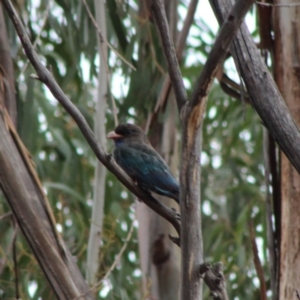 Eurystomus orientalis at Hughes, ACT - 8 Feb 2020