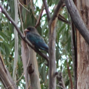 Eurystomus orientalis at Hughes, ACT - 8 Feb 2020