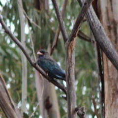 Eurystomus orientalis at Hughes, ACT - 8 Feb 2020