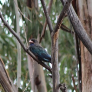 Eurystomus orientalis at Hughes, ACT - 8 Feb 2020