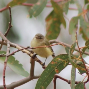 Smicrornis brevirostris at Hughes, ACT - 7 Feb 2020