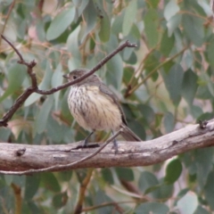 Pachycephala rufiventris (Rufous Whistler) at Hughes, ACT - 6 Feb 2020 by LisaH