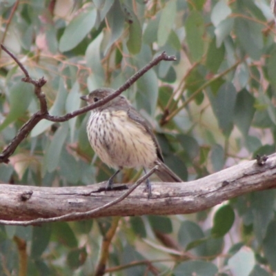 Pachycephala rufiventris (Rufous Whistler) at Federal Golf Course - 6 Feb 2020 by LisaH