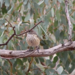 Pachycephala rufiventris at Hughes, ACT - 7 Feb 2020