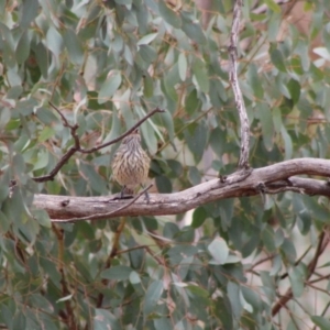 Pachycephala rufiventris at Hughes, ACT - 7 Feb 2020