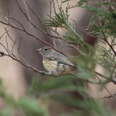 Pachycephala rufiventris at Hughes, ACT - 7 Feb 2020