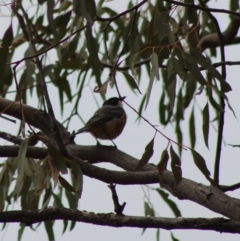 Pachycephala rufiventris at Hughes, ACT - 7 Feb 2020