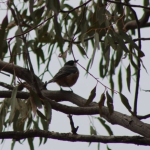 Pachycephala rufiventris at Hughes, ACT - 7 Feb 2020