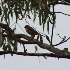 Pachycephala rufiventris at Hughes, ACT - 7 Feb 2020