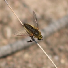 Comptosia sp. (genus) (Unidentified Comptosia bee fly) at Hughes, ACT - 9 Feb 2020 by LisaH