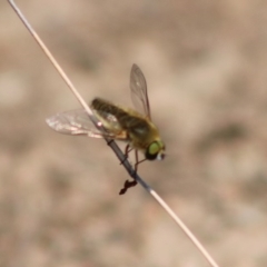 Comptosia (genus) at Hughes, ACT - 9 Feb 2020 12:00 PM