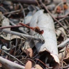 Diplacodes bipunctata (Wandering Percher) at Hughes, ACT - 3 Feb 2020 by LisaH