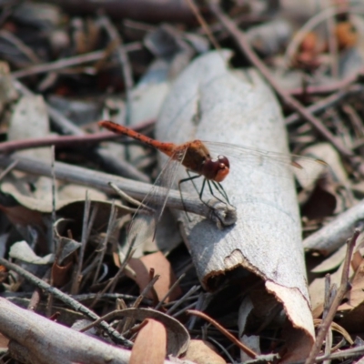 Diplacodes bipunctata (Wandering Percher) at Hughes, ACT - 3 Feb 2020 by LisaH