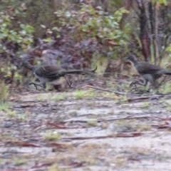 Menura novaehollandiae (Superb Lyrebird) at Penrose, NSW - 6 Feb 2020 by Aussiegall