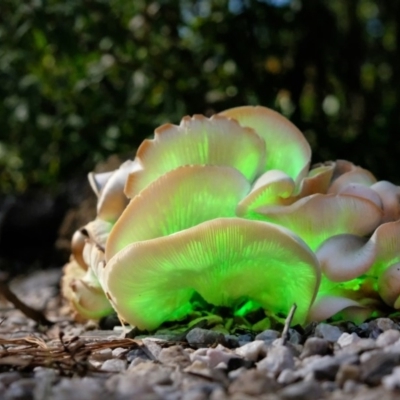 Omphalotus nidiformis (Ghost Fungus) at Penrose - 16 Apr 2019 by Aussiegall